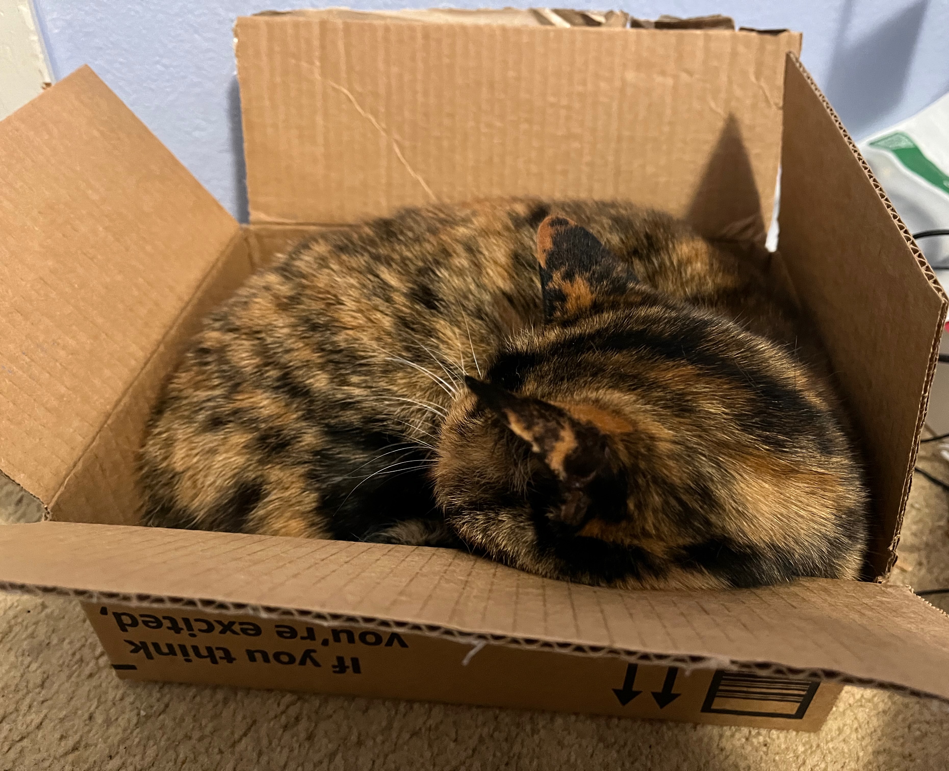 Picture of my cat sleeping in a box barely large enough for them. Their head is resting on one edge of the box.