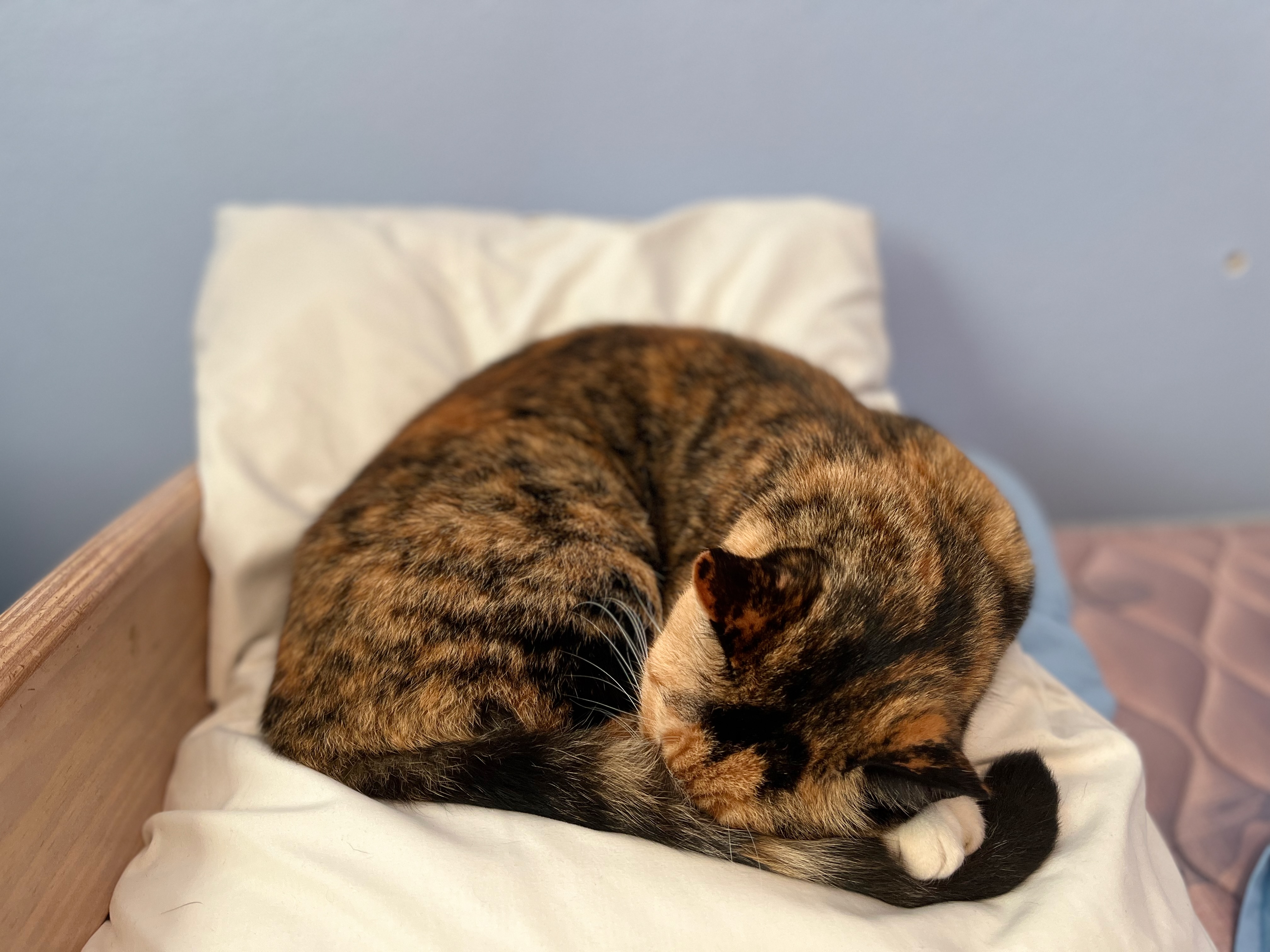 Picture of my cat sleeping curled up on top of some pillows.