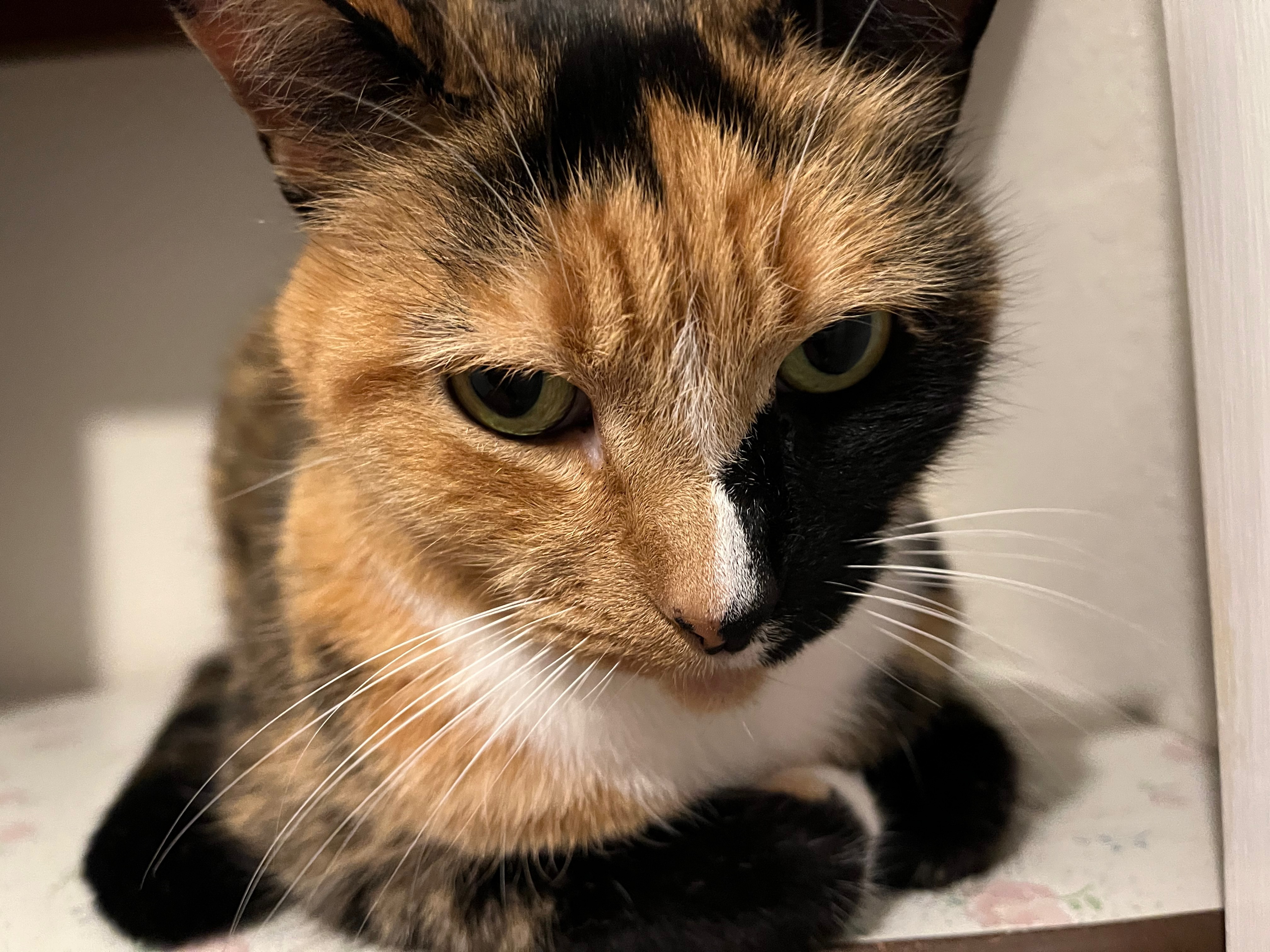 Close up picture of my cat laying on a shelf while staring not quite at the camera.